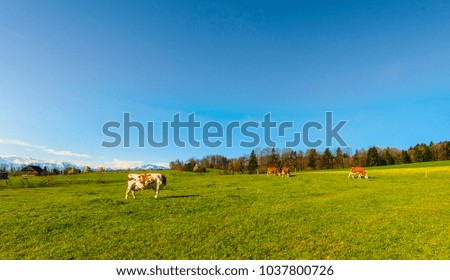 Cows grazing on fresh green mountain pastures on the background of snow-capped Alps. Animal husbandry in Switzerland, fields and meadow. The village engaged in the production of milk. 