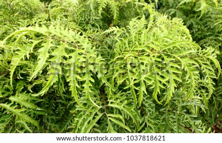 green leaves or nature background