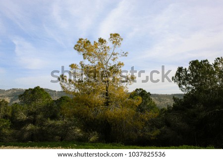 Landscape and nature in the forest around Jerusalem Israel
