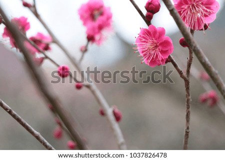Plum tree- flower that tell spring has came
