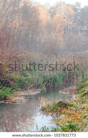 Autumn. A foggy morning on a forest river. Nature in the vicinity of Pruzhany, Brest region, Belarus.