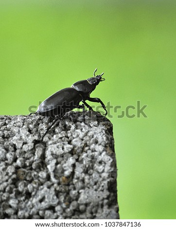 beetle beetle in nature
