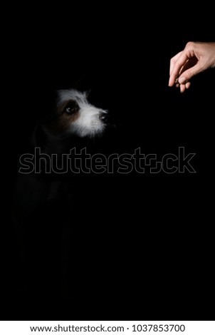 Low key picture of dog waiting for snack and hand feeding him