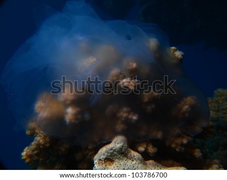 Picture of a Cauliflower jellyfish stuck on a piece of coral