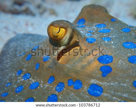 Close up picture of a blue spotted stingray