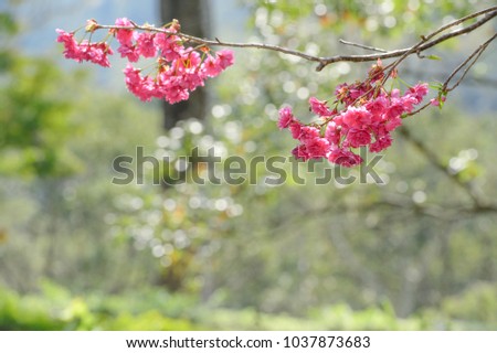 Full bloom pink and white cherry blossoms in Taiwan
