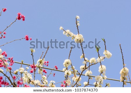 Taiwan pink and white cherry with blue sky in spring, place for text
