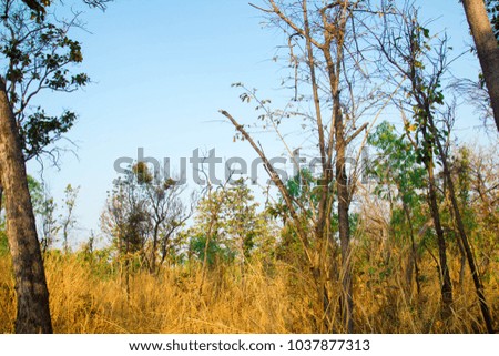 forest in garden with sunlight rays through branches of tree and leaves color green and yellow texture background