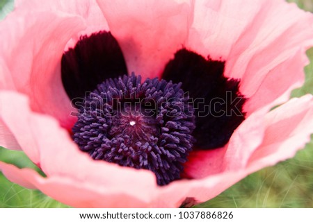 Pink poppy flower in the garden