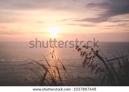 a scenic romantic landscape background picture of sunset on the horizon skyline in the ocean form the coast and the sun light reflecting with the sea water with Poaceae grass plant on the foreground 