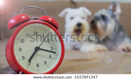 The concept of Just wake up and It's time for say good morning on the bed, feeling so sleepy and shown the action of yawn by schnauzer dogs Royalty-Free Stock Photo #1037891347