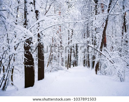 Scenic image of winter landscape in woods