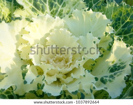 Closeup fresh multi color luttuce vegetable.Healthy food product.