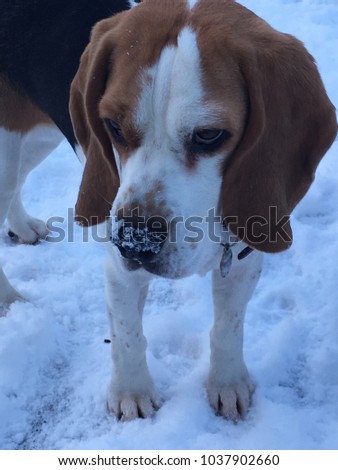 Beagle dog in snow