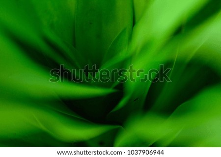 Leaf background. Green leaf. Pattern nature. 