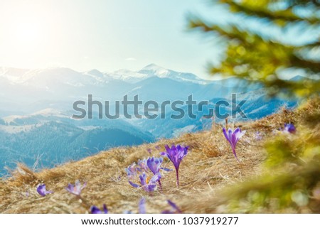 Mountain Landscape in Spring. Wonderful Sunny day Over the Mountains Valley with Purple flowers Crocus, under sunlight. Picture of wild area. Soft light effect. Instagram Filter