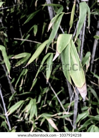 Bamboo leaves close up with dense undergrowth in the background