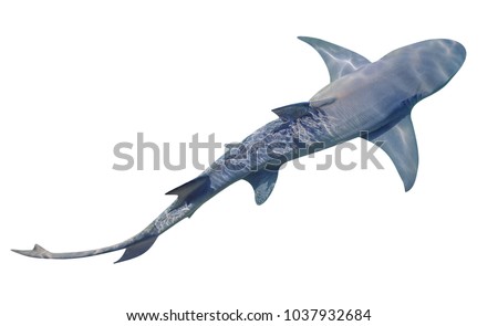 A Sicklefin Lemon shark, Negaprion acutidens, isolated on white background. The Lemon shark lives in the sandy reef near the edge of water. Copy space. View from top.