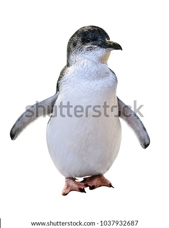 A standing Little Australian Penguin, isolated on white background. Front view. Australian penguins are famous in the following islands: Phillip Island, Penguin Island and Bruny Island.