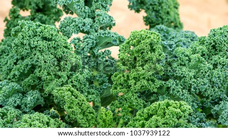 Close up of green curly kale plant in a vegetable garden. Royalty-Free Stock Photo #1037939122