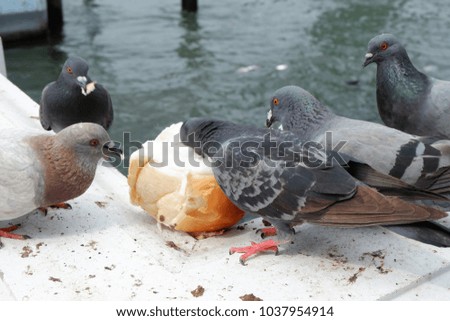 pigoens with their bread 