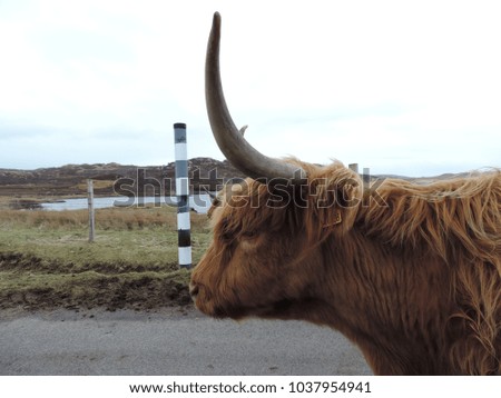 highland cattle on mull