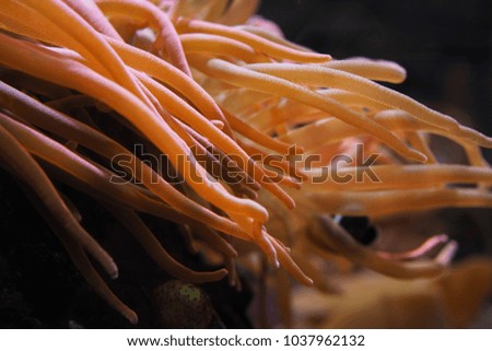 The close up picture of creatures under the sea