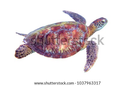 Sea turtle on white background. Marine tortoise isolated. Green turtle photo clipart. Marine animal of tropical seashore. Coral reef ecosystem inhabitant. Green sea turtle full body isolated on white
