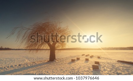 Tree near the lake. Winter. Interesting photography ,amazing light,mood,view.
