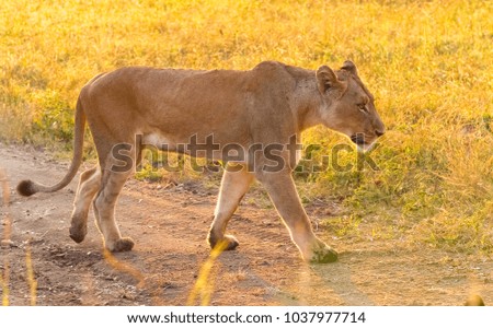 Close up of a female African Lion in a South African wildlife game reserve at sunrise