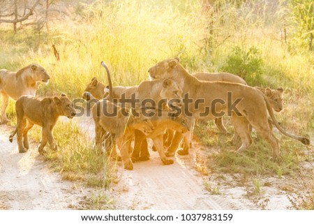 A pride of African Lions greeting one another in a South African wildlife game reserve, female lioness and cubs