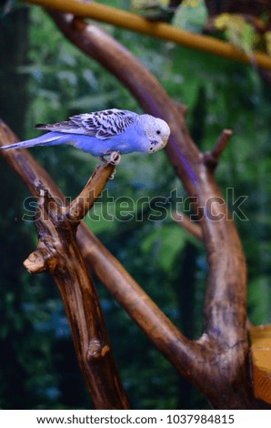 The blue parrot sitting on the branch