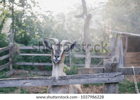 goat in the yard