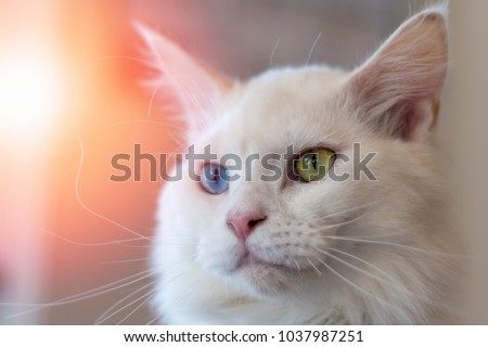 Cat closeup portrait of cute white fur two different eyes colors of blue and yellow mixed Maine Coon and persian, domestic pet. Royalty-Free Stock Photo #1037987251