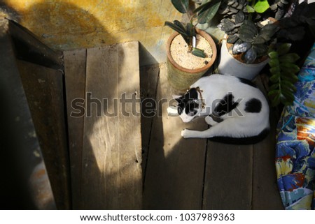 Sleeping cat on the stair