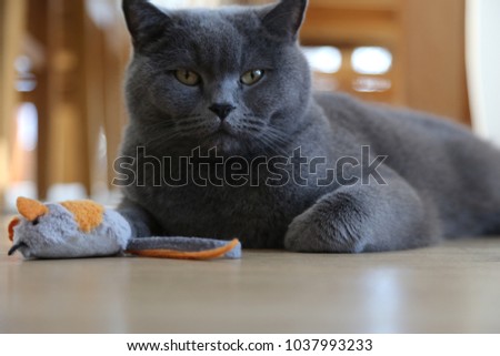 British shorthair  cat lying on living room fllor with toy mouse, low angle view