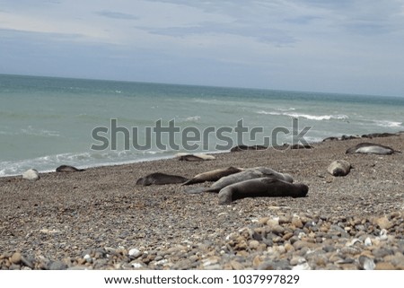 seals relaxed in the beach in Punta ninfa, Patagonia, Argentina