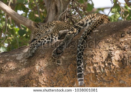 A Jaguar sleep in a tree during the heat of the day in the Masai Mara National Park
