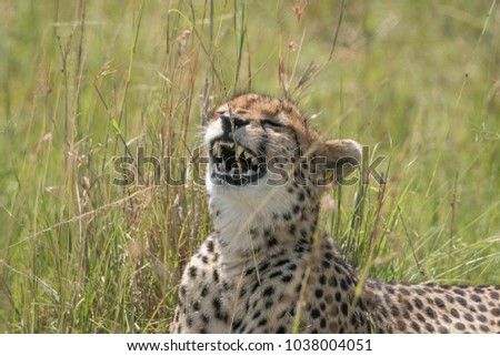 A Cheetah rests in the Masai Mara National Park, Kenya