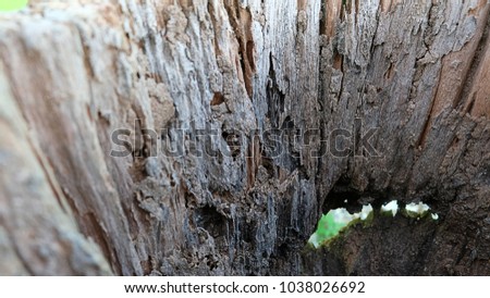 Close-up photos in timber logs.
