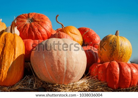golden autumn, large different pumpkins
