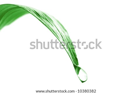 Water dripping off a leaf