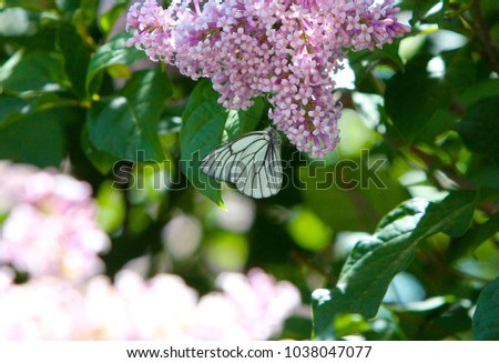 Butterfly cabbage sits on the flowers of lilac. Flying insect of the Lepidoptera in the wild. Horizontal blurred image. Selective focus.