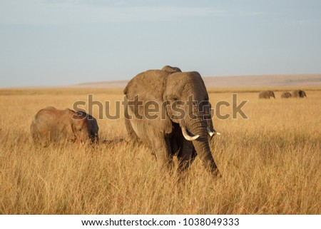 African Mother Elephant and baby