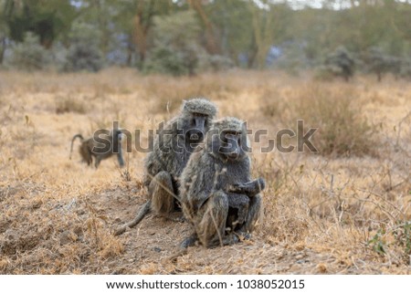 Parents and baby baboons in a dry savannah 