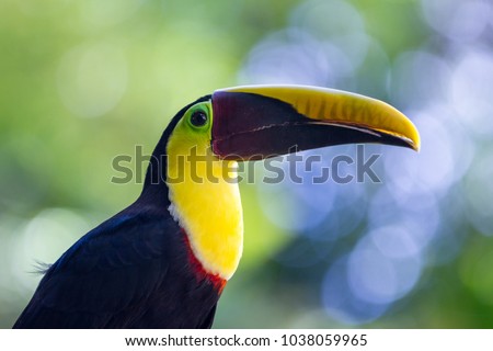 close up of a chestnut mandibled toucan in tropical Costa Rica