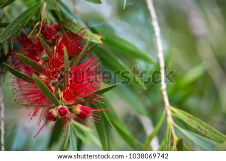 Callistemon red flowers background
