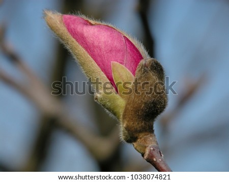 Large fragrant flower-Magnolia