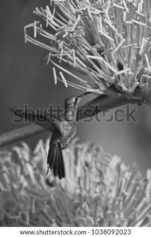 Cuabn Emerald Hummingbird vertical black and white photo 