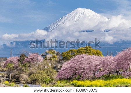 Mountain Fuji in the morning with cherry blossom or sakura in full bloom and river at Shizuoka,Japan